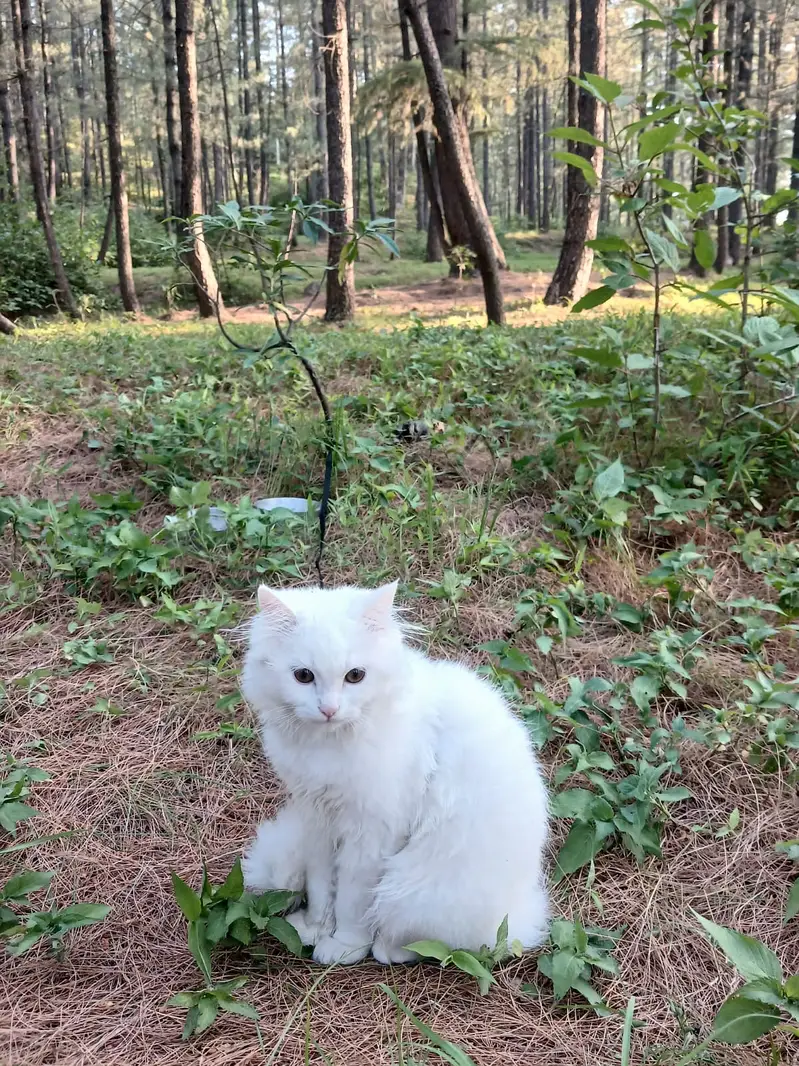 Persian Cat — photo 4