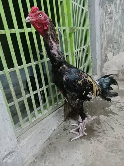 aseel murga