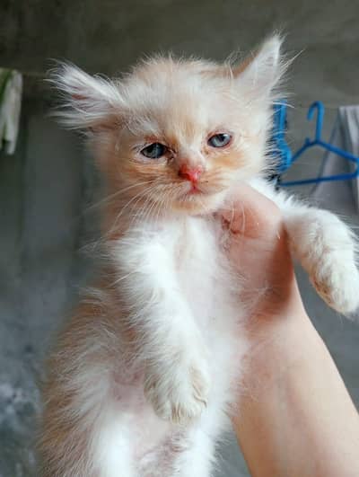 Kitten pair for sale