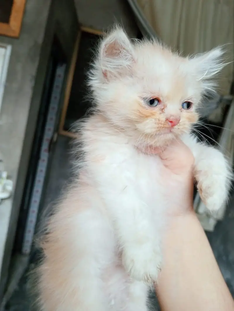 Kitten pair for sale — photo 2