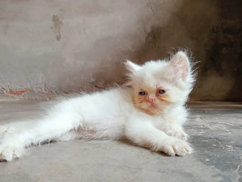 Kitten pair for sale — photo 3