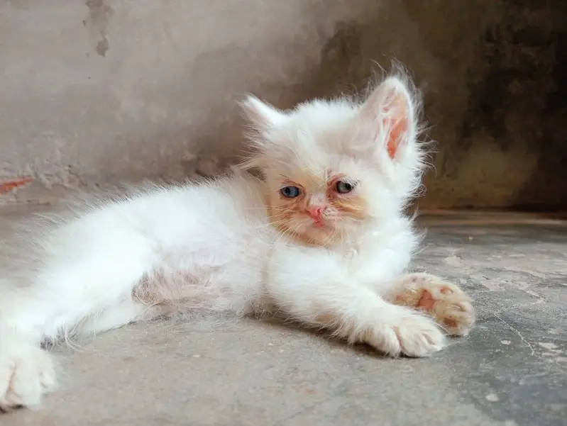 Kitten pair for sale — photo 4