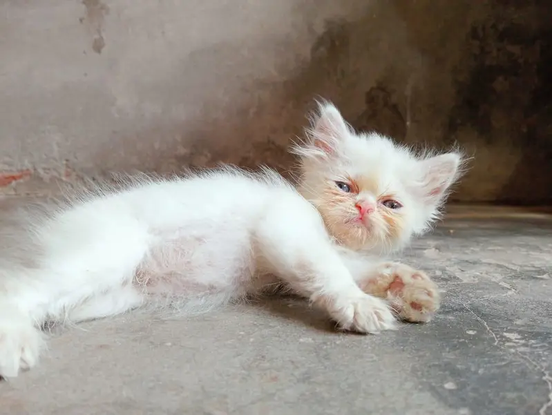Kitten pair for sale — photo 5