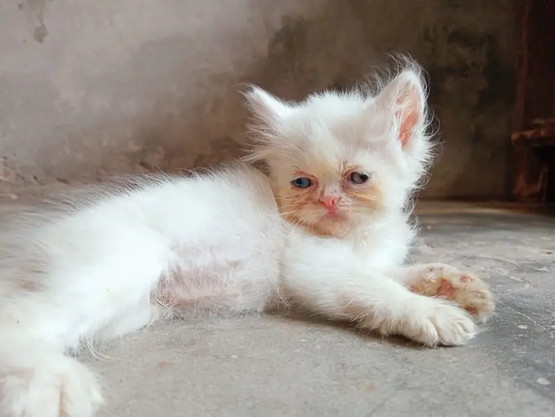 Kitten pair for sale — photo 6