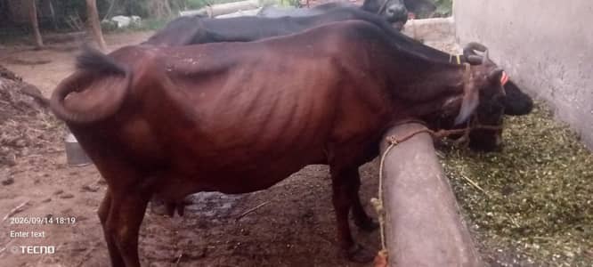 #cow#bachara#kata#bachary#cholitani#frizen#pacharamal#گوشت والا مال