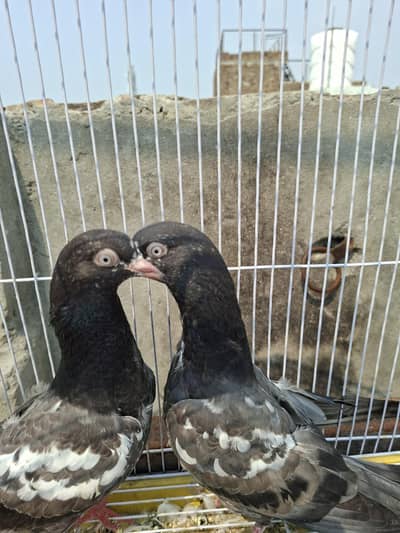 Sttalion taddy chicks for sale