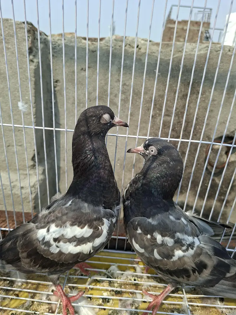 Sttalion taddy chicks for sale — photo 2