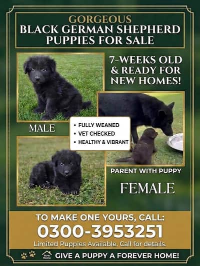 Black German shepherd puppies