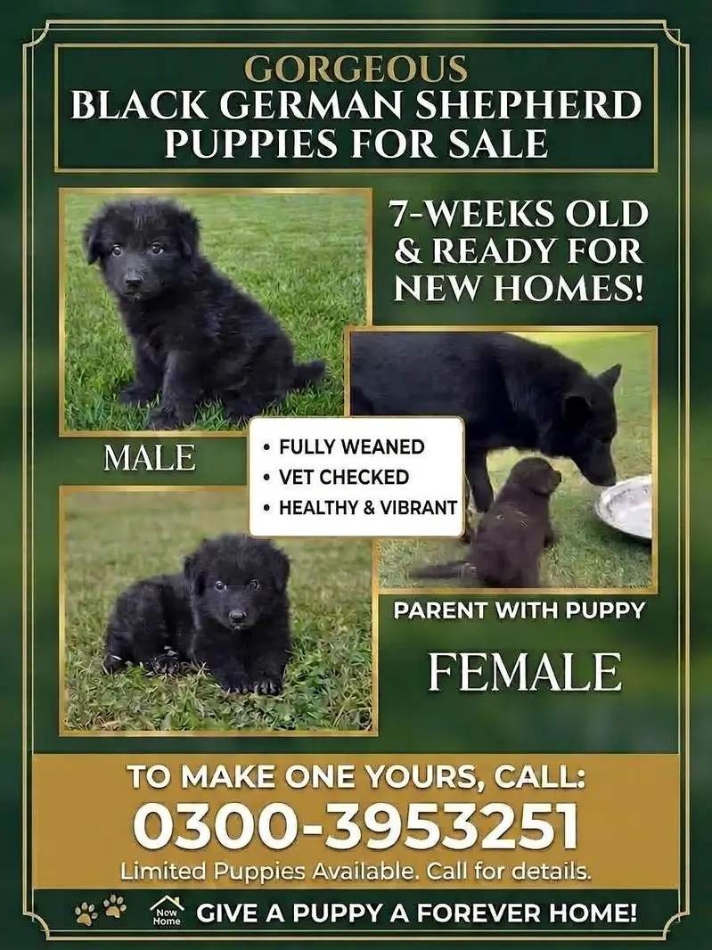 Black German shepherd puppies