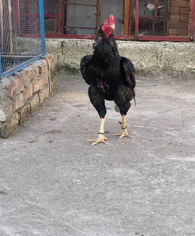 Old Breed Mushka