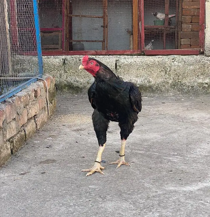 Old Breed Mushka — photo 2