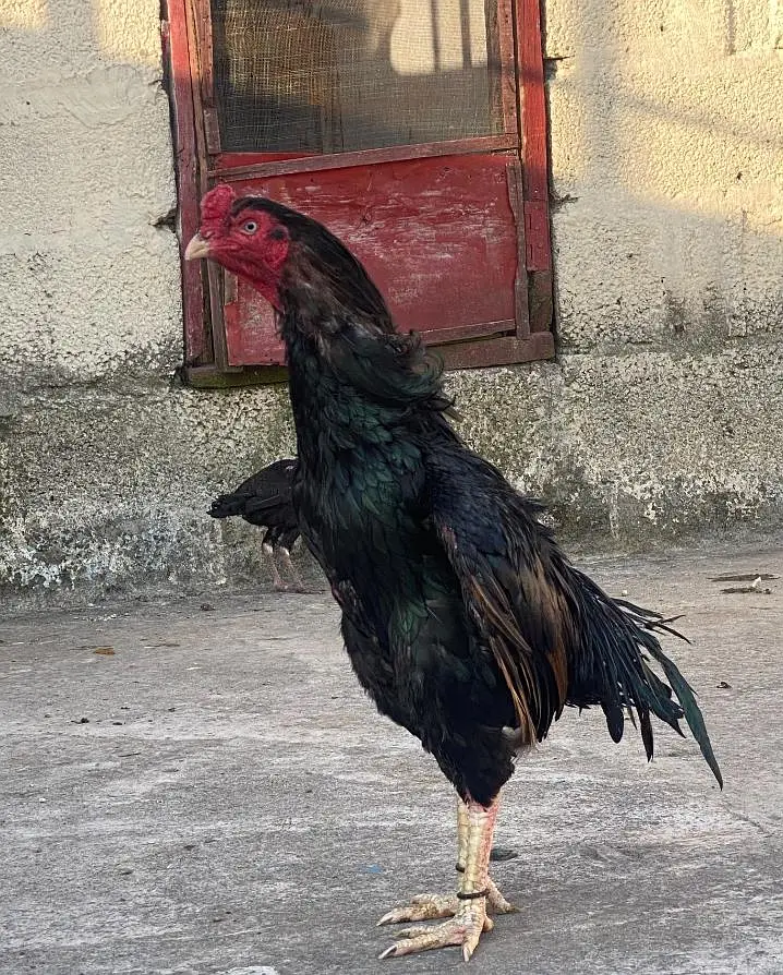 Old Breed Mushka — photo 3