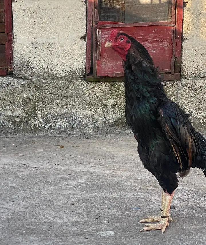 Old Breed Mushka — photo 4