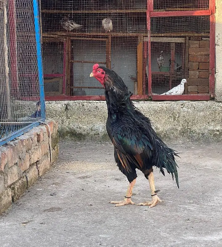 Old Breed Mushka — photo 6