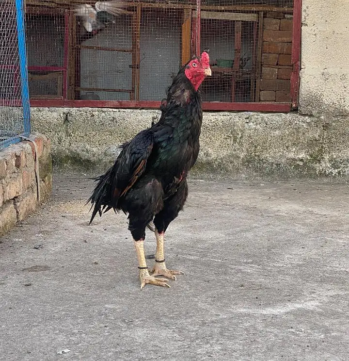 Old Breed Mushka — photo 7