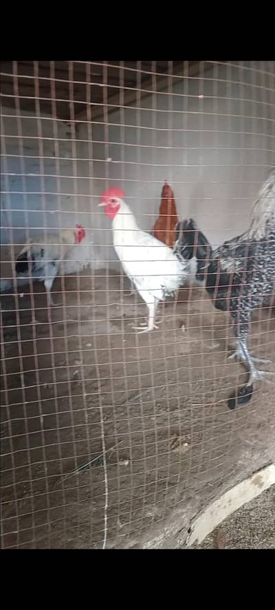 Healthy active desi murghay for sale