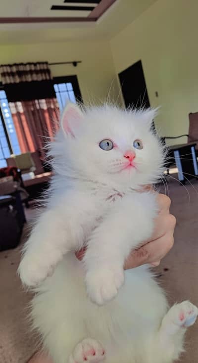 triple coat persian kitten