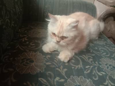 Persian female cats and kittens