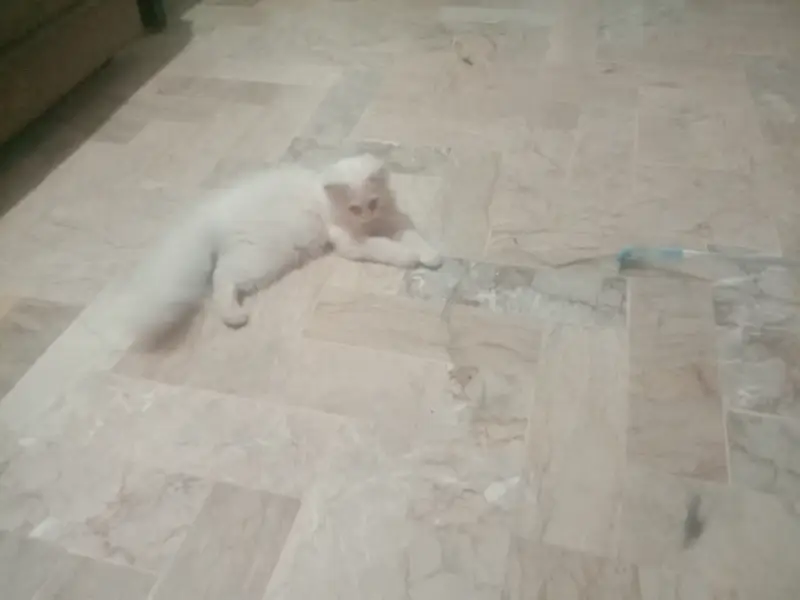Persian female cats and kittens — photo 2