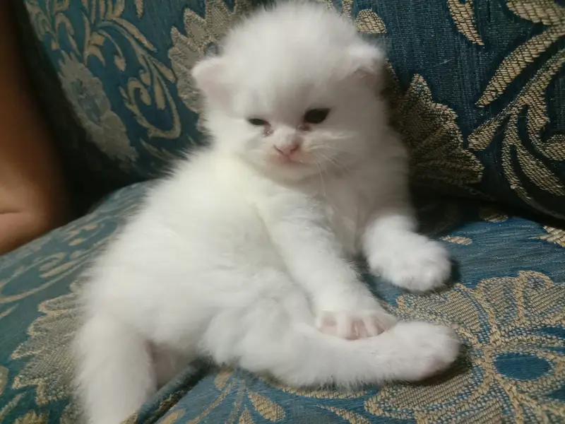 Persian female cats and kittens — photo 3