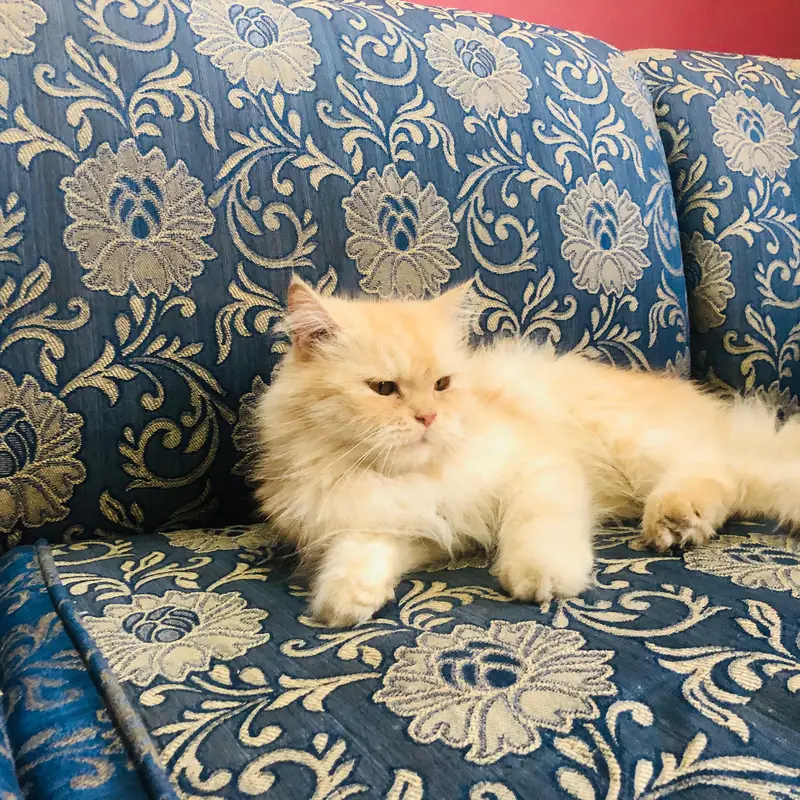 Persian female cats and kittens — photo 4