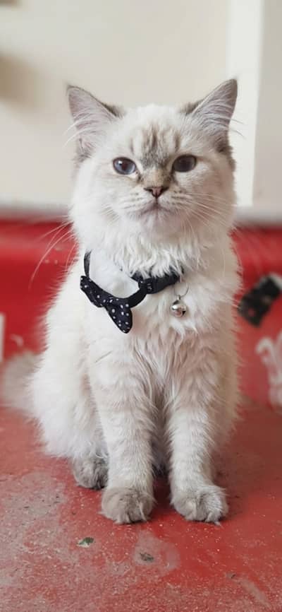 Premium Persian Semi Punch Face