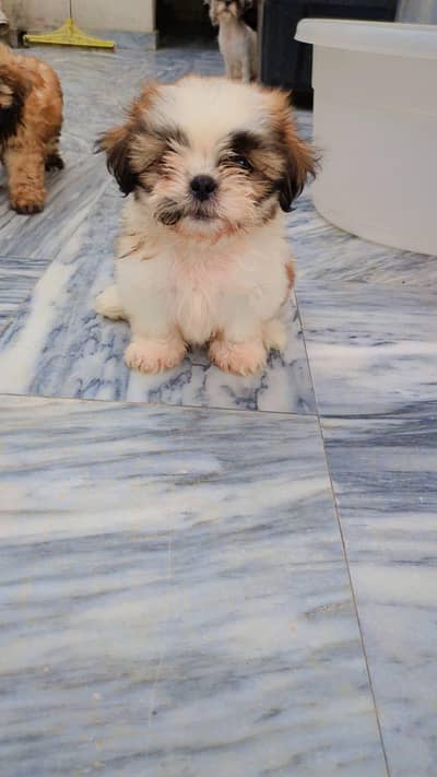 Shihtzu puppy