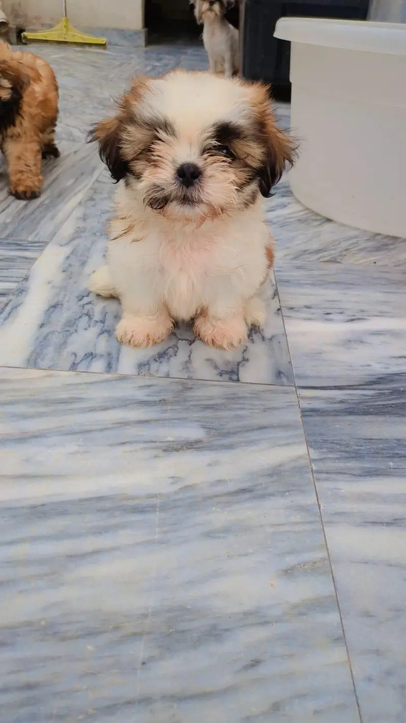 Shihtzu puppy