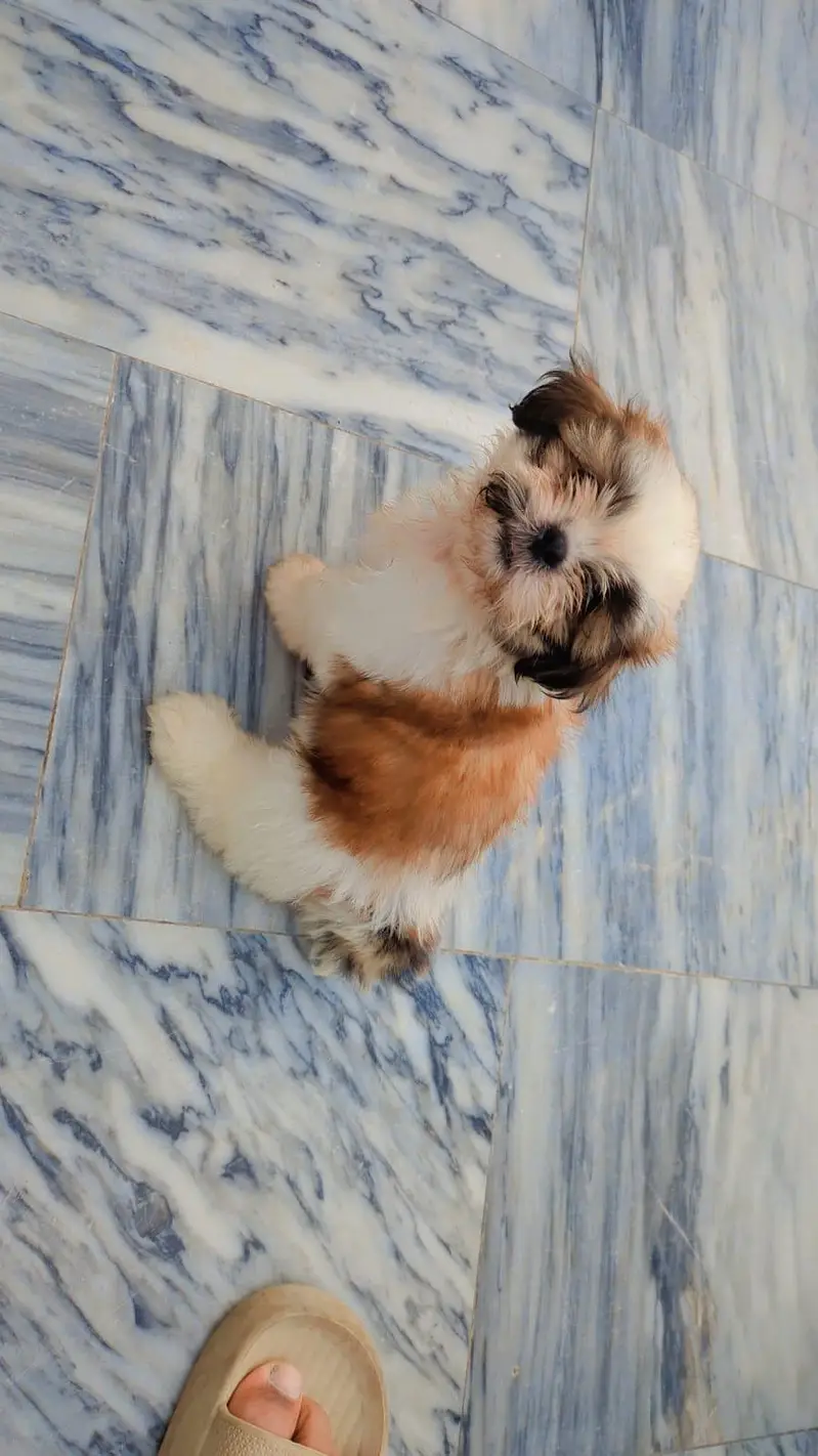 Shihtzu puppy — photo 2