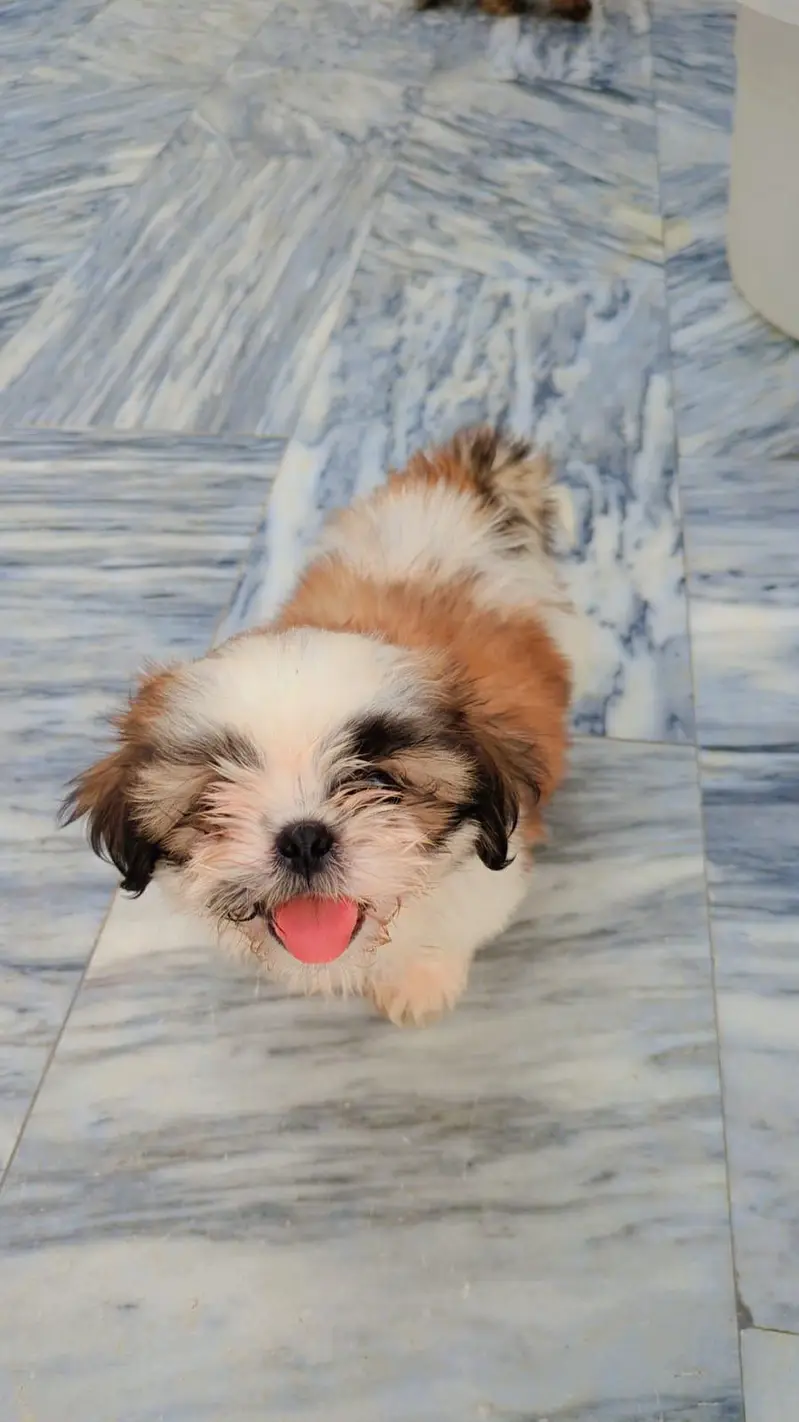 Shihtzu puppy — photo 3