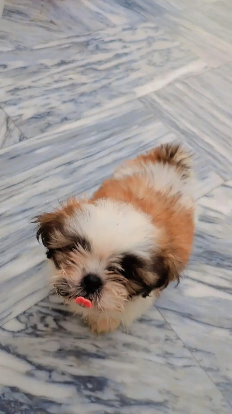 Shihtzu puppy — photo 4