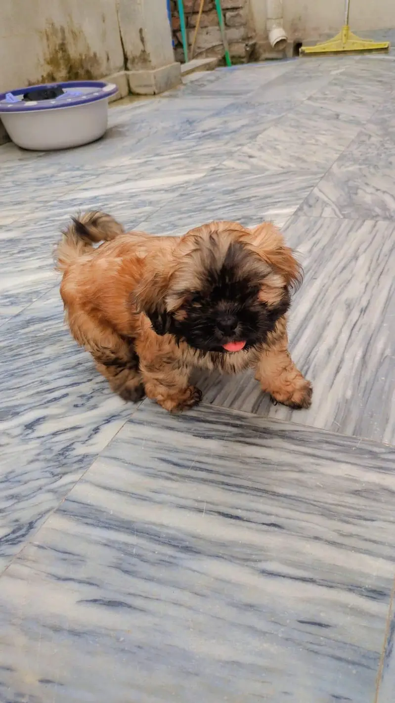 Shihtzu puppy — photo 6