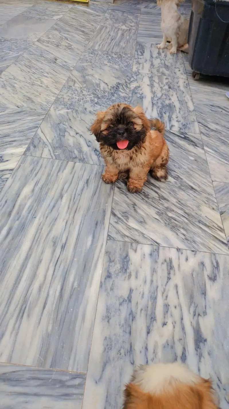 Shihtzu puppy — photo 7