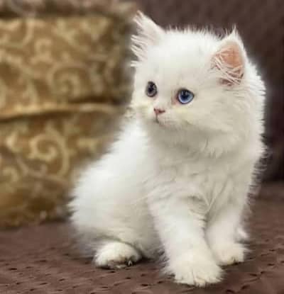 threeple coat white punch face mashallah