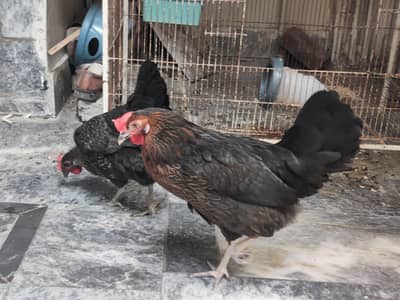 2 egg laying hens age 6 months