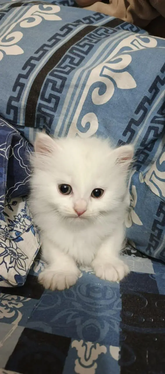 Persian Kittens for Sale  Healthy & cute Persian kittens — photo 2