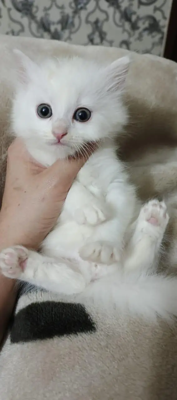 Persian Kittens for Sale  Healthy & cute Persian kittens — photo 4