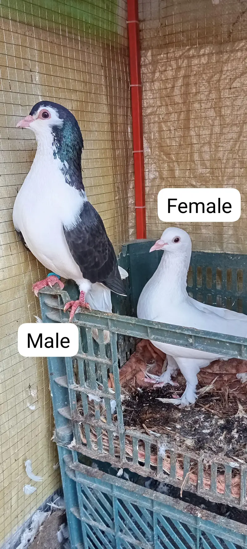 Kabotar read decibtoin