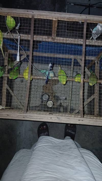 16 parrots