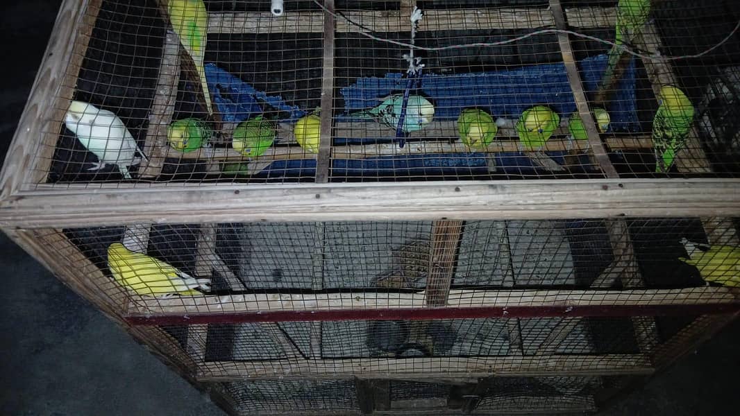 16 parrots 1