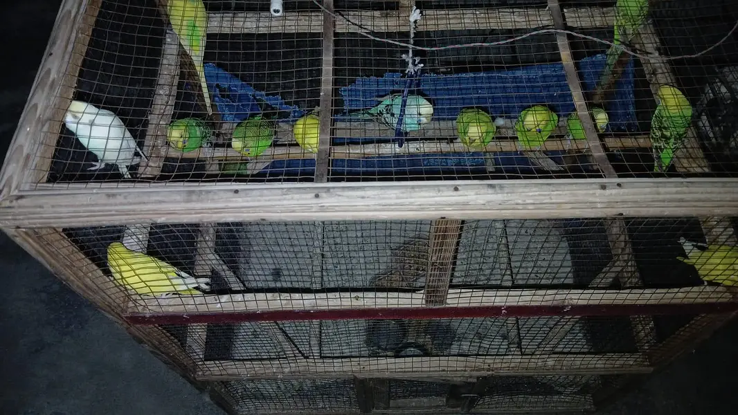 16 parrots — photo 2
