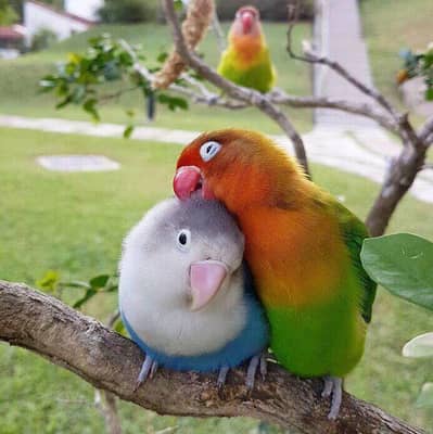love birds 03291285911
