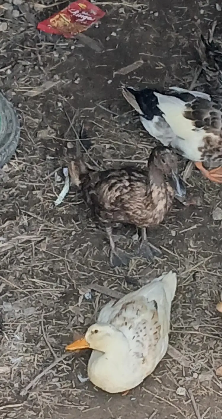 ducks for sale 2 female 1 male