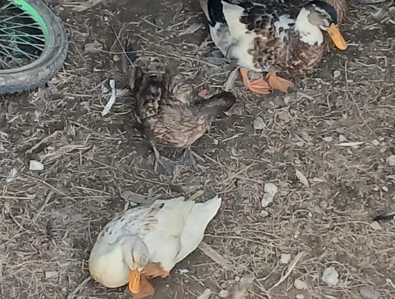 ducks for sale 2 female 1 male — photo 2