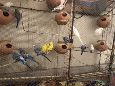 Australian parrot pair price 1200/ breeder