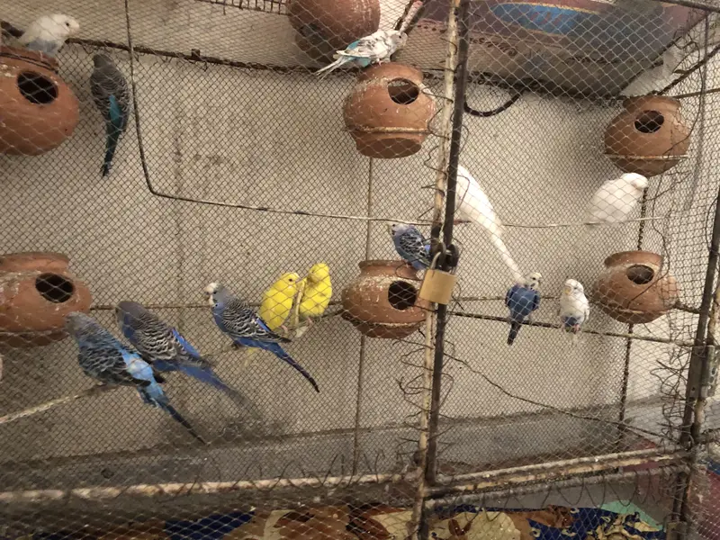 Australian parrot pair price 1200/ breeder