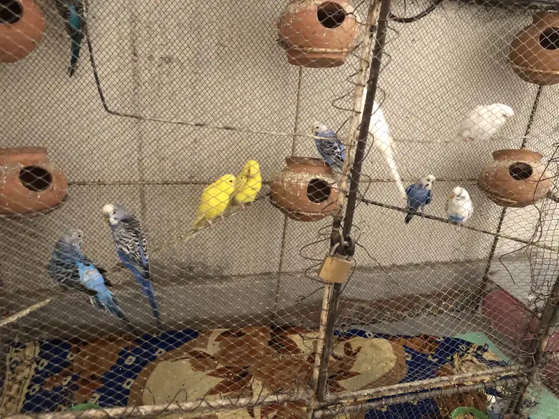 Australian parrot pair price 1200/ breeder — photo 2