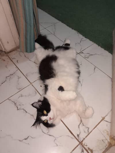 fluffy black and white cat