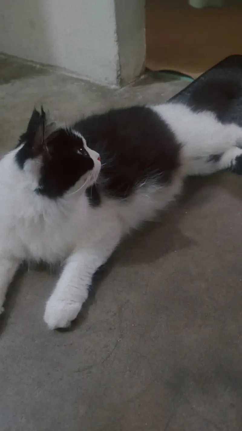 fluffy black and white cat — photo 2