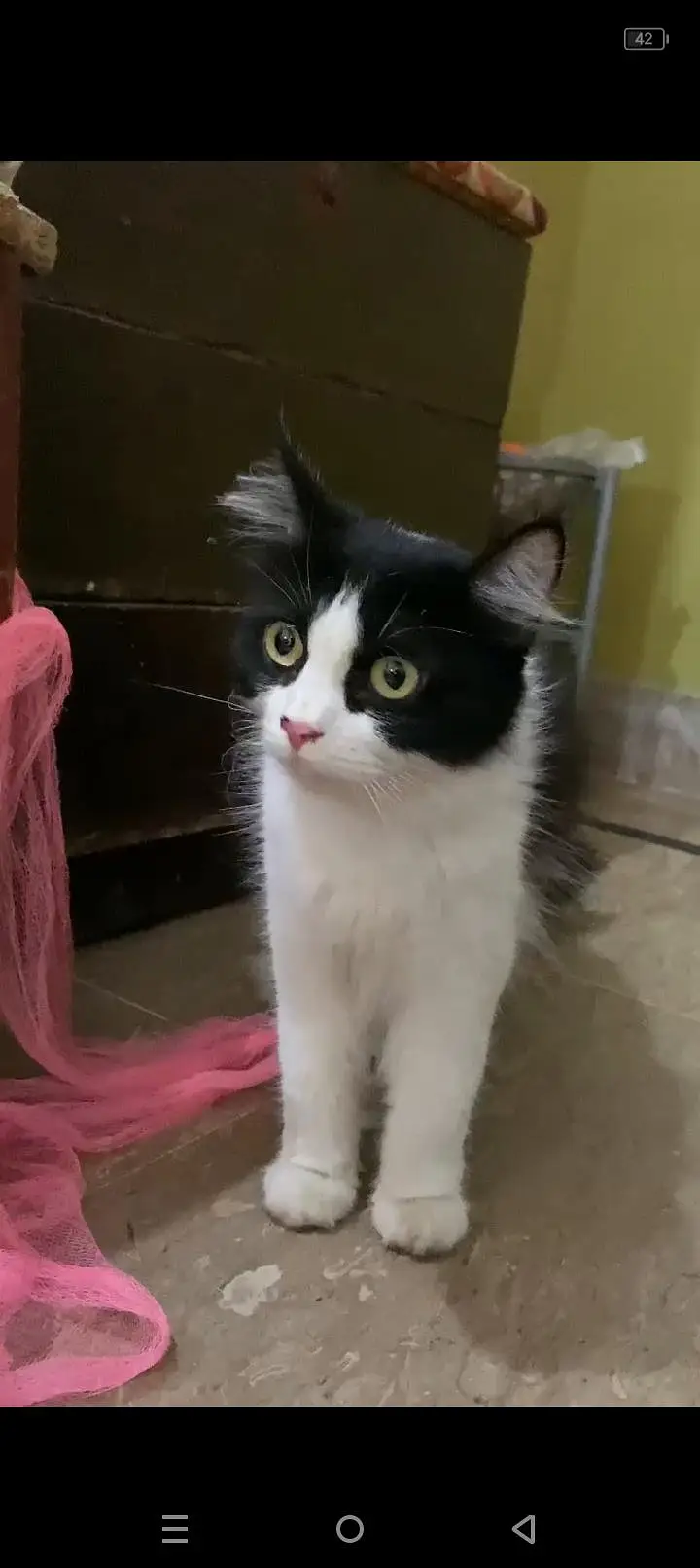 fluffy black and white cat — photo 3